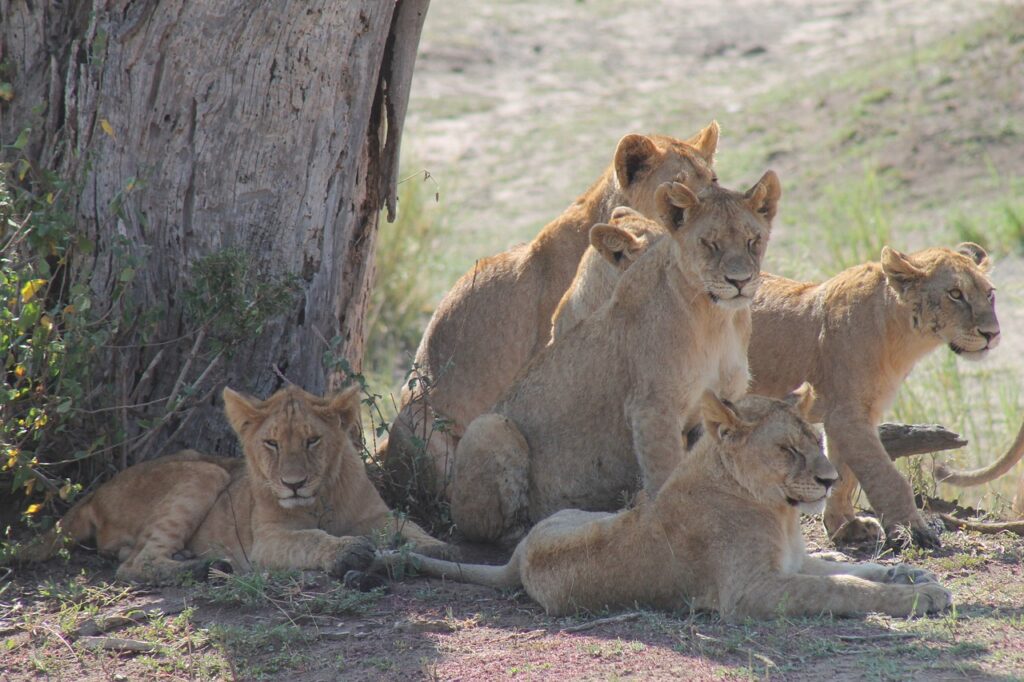 tanzania, pride of lions, savannah