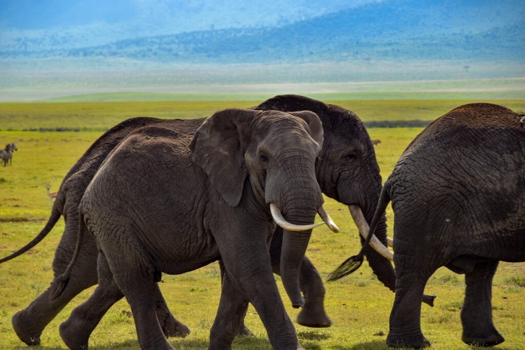elephant, wildlife, safari